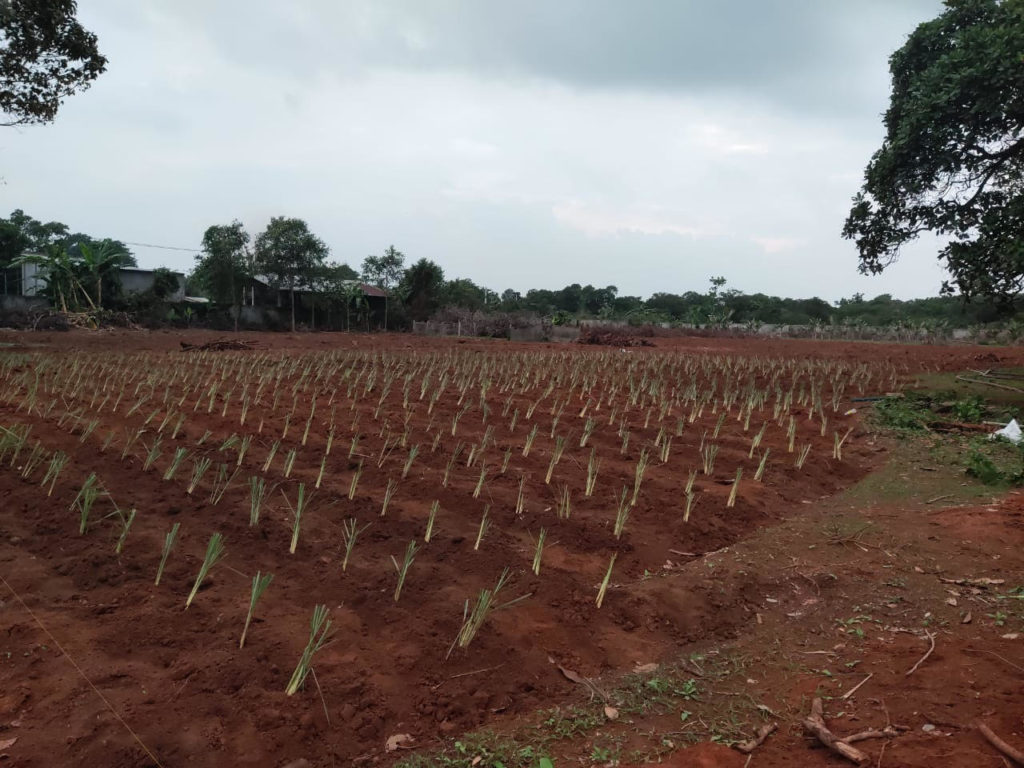 Une image contenant personne, herbe, bâtiment, habits
Description générée automatiquement